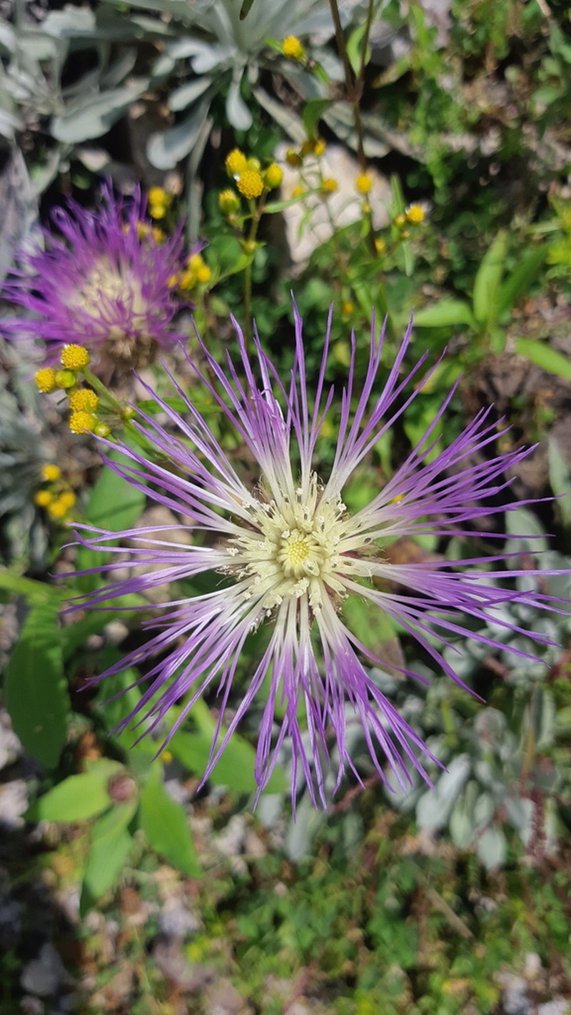 Rothrock's Knapweed photo 4
