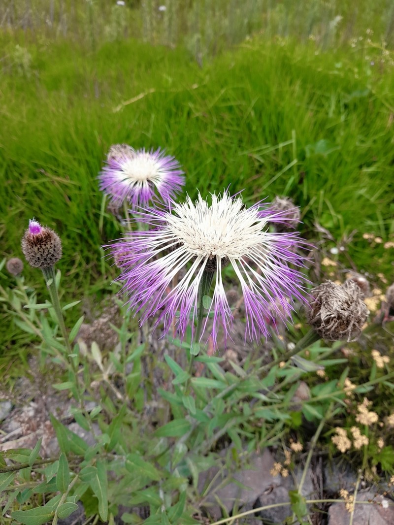 Rothrock's Knapweed photo 5