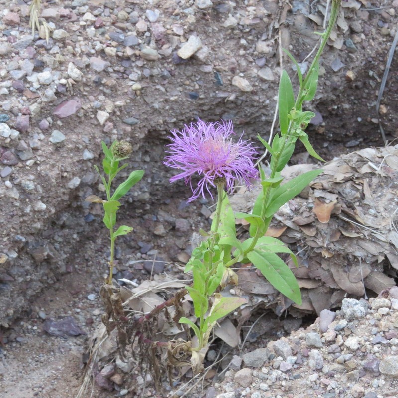 Rothrock's Knapweed photo 6