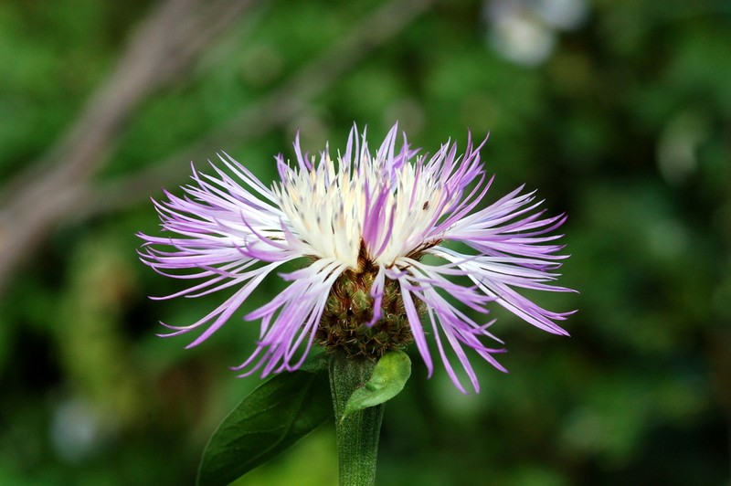 Rothrock's Knapweed photo 7