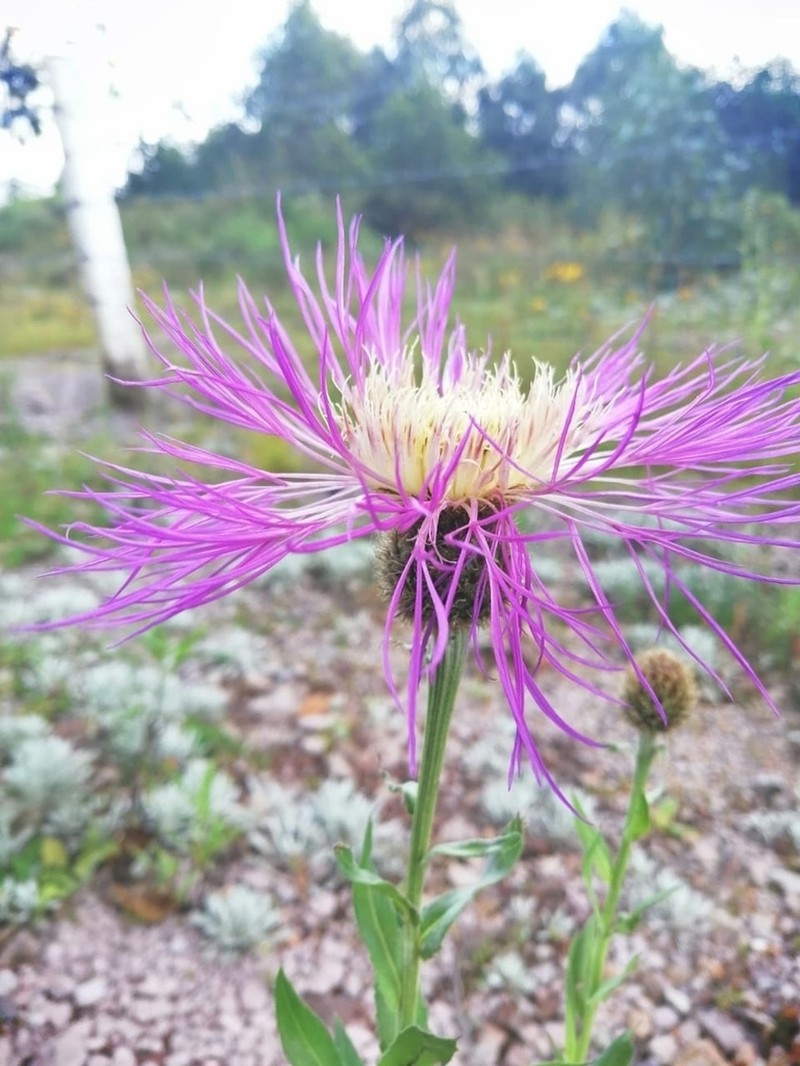 Rothrock's Knapweed photo 8
