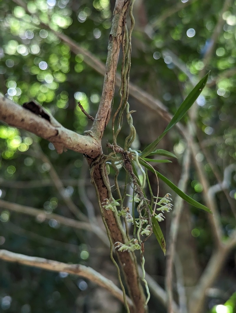 Plectorrhiza beckleri