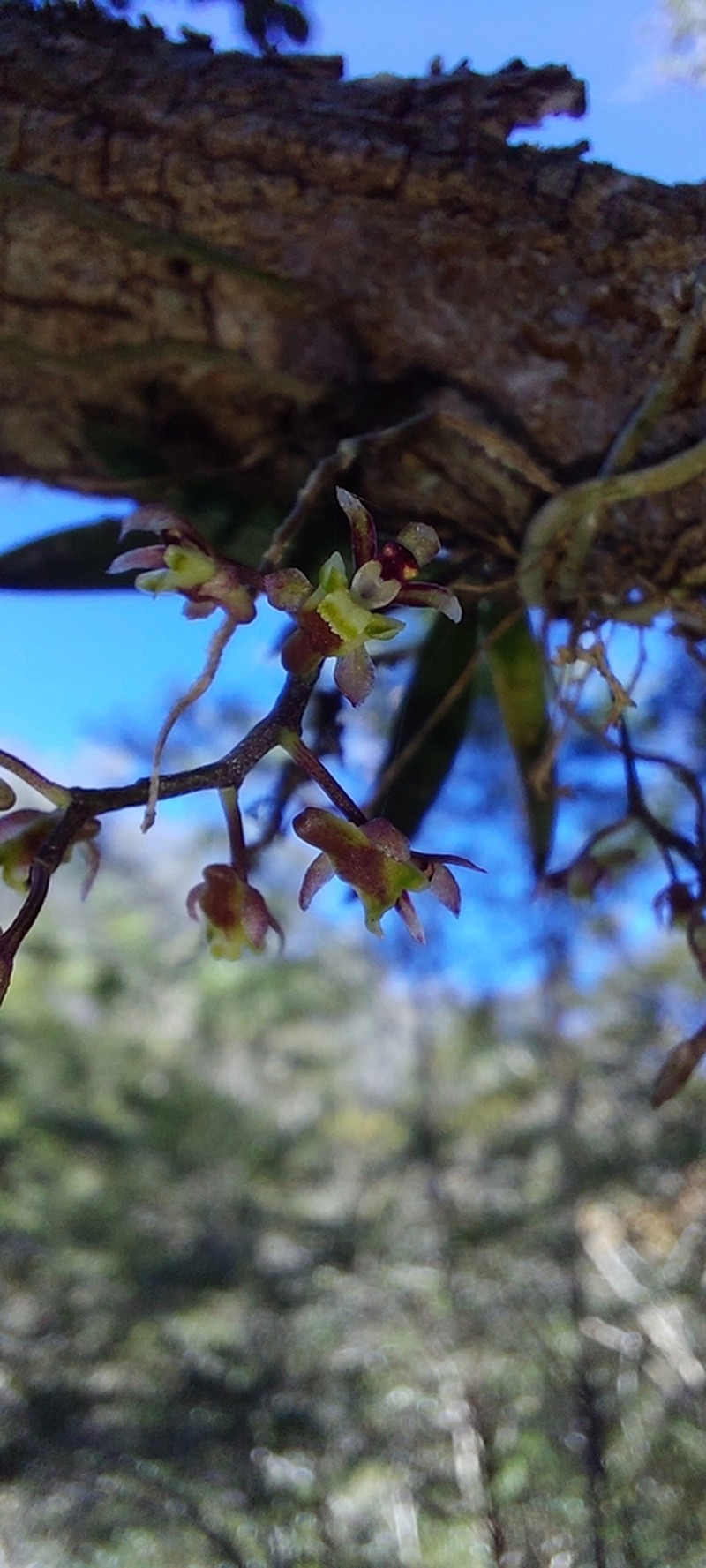 Plectorrhiza beckleri photo 2