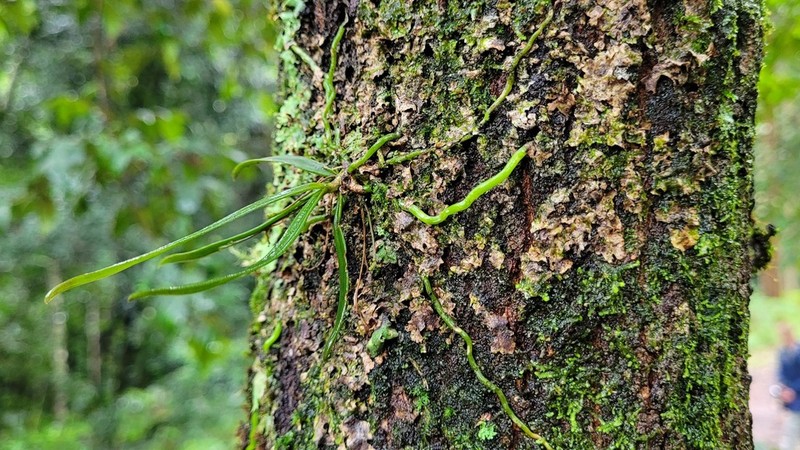 Plectorrhiza beckleri photo 3