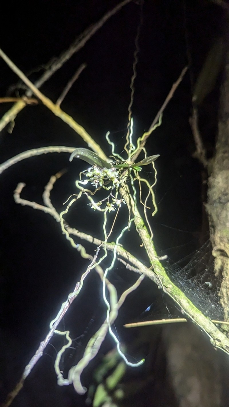Plectorrhiza beckleri photo 4