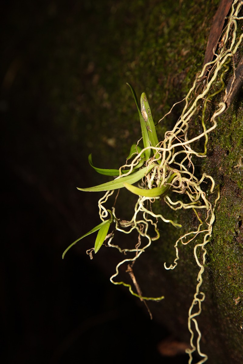 Plectorrhiza beckleri photo 5
