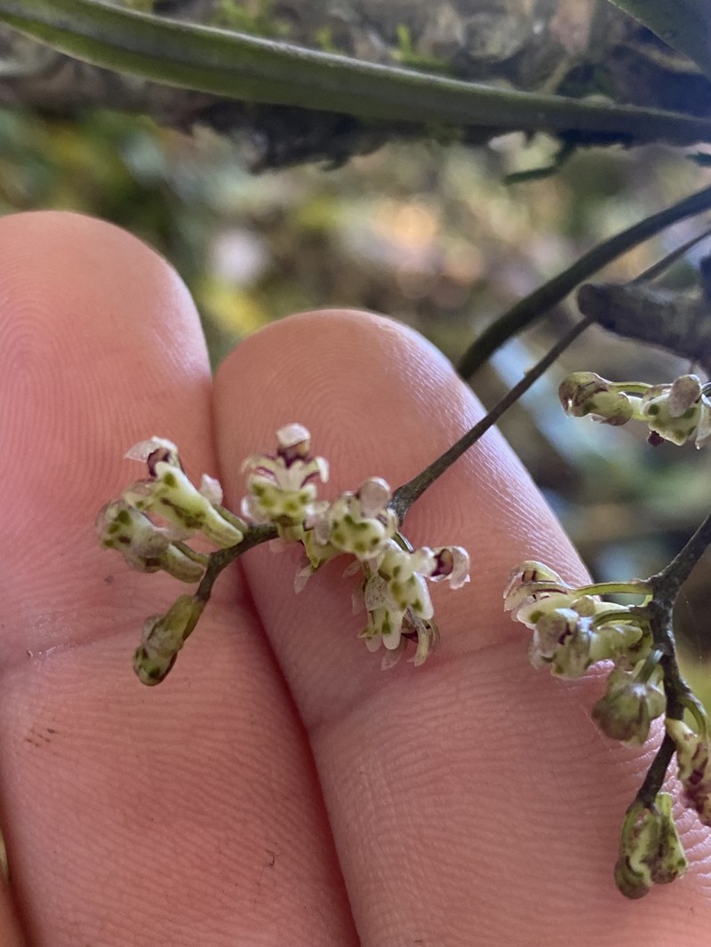 Plectorrhiza beckleri photo 6