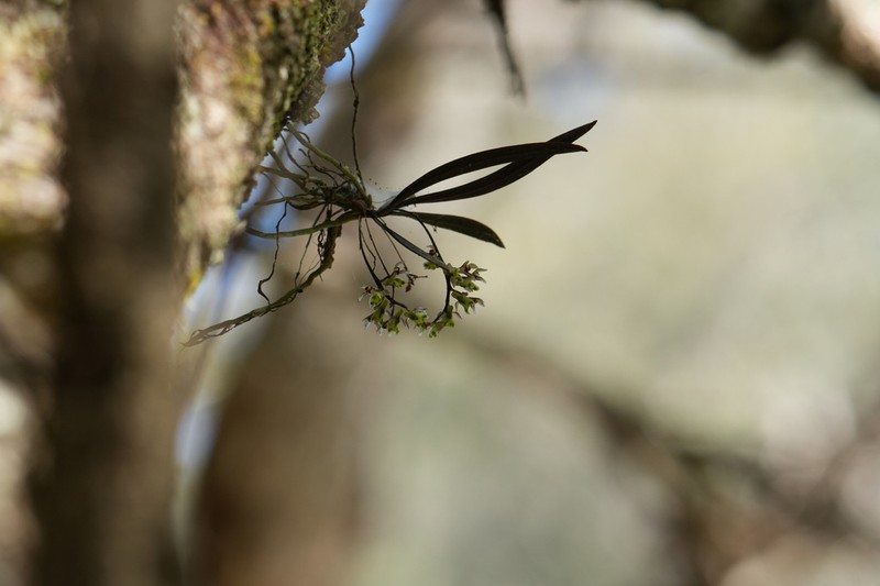 Plectorrhiza beckleri photo 7