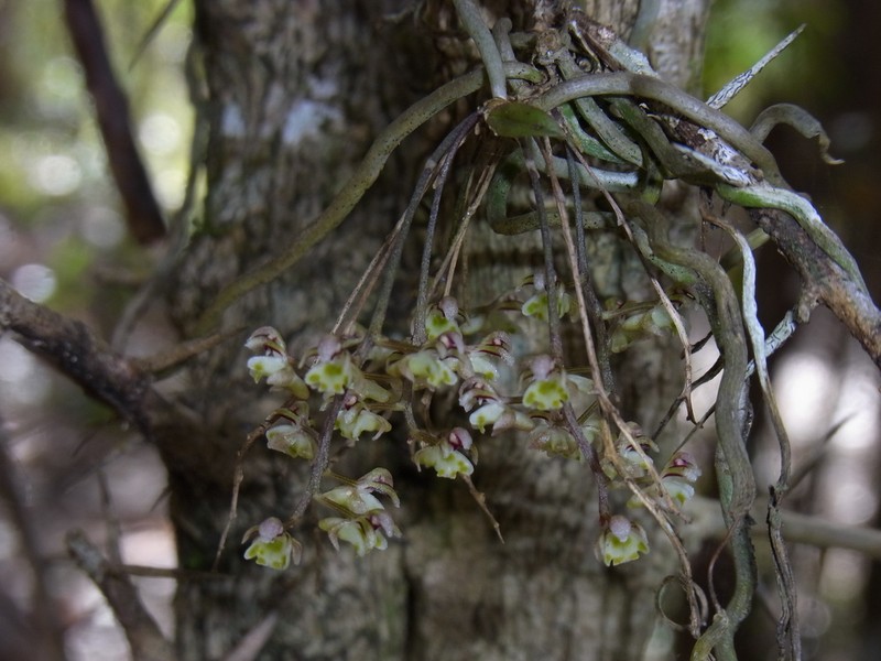Plectorrhiza beckleri photo 8