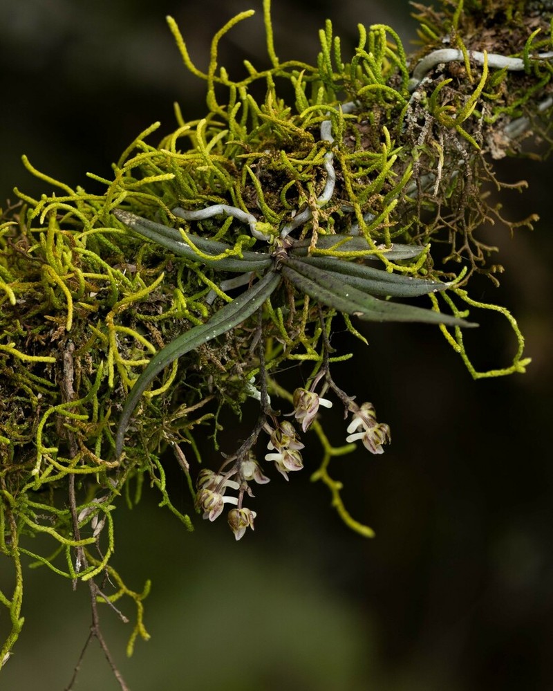 Plectorrhiza purpurata