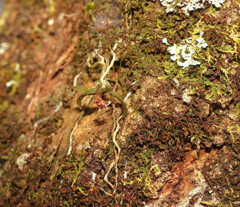 Plectorrhiza purpurata photo 2