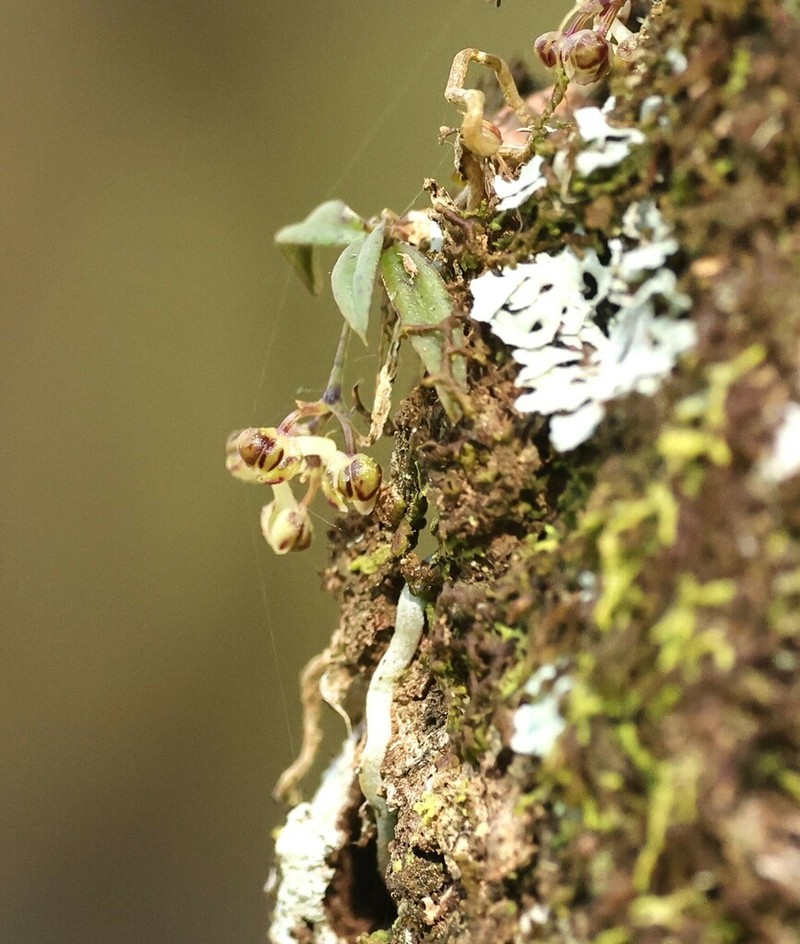 Plectorrhiza purpurata photo 3