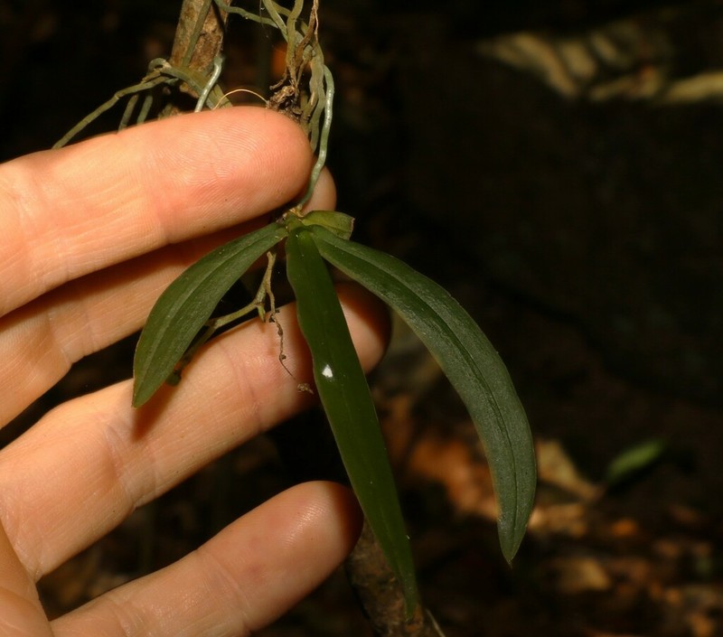 Plectorrhiza purpurata photo 4