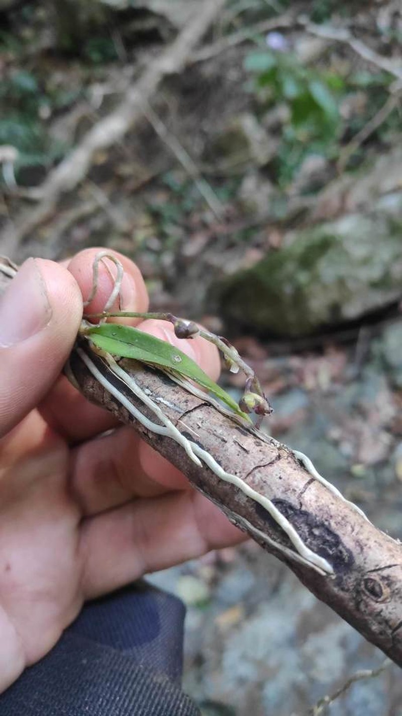 Plectorrhiza purpurata photo 5