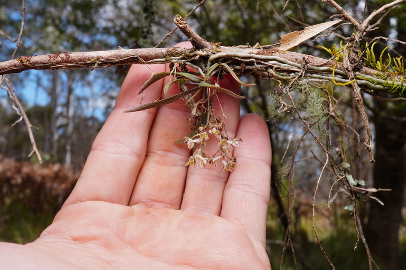 Plectorrhiza purpurata photo 6