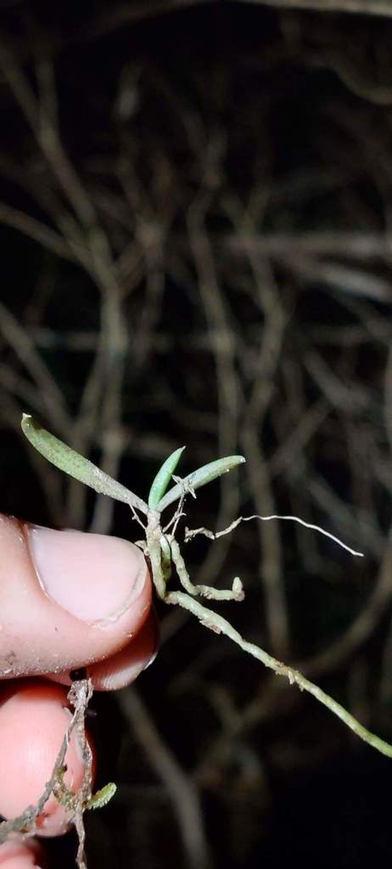 Plectorrhiza purpurata photo 7