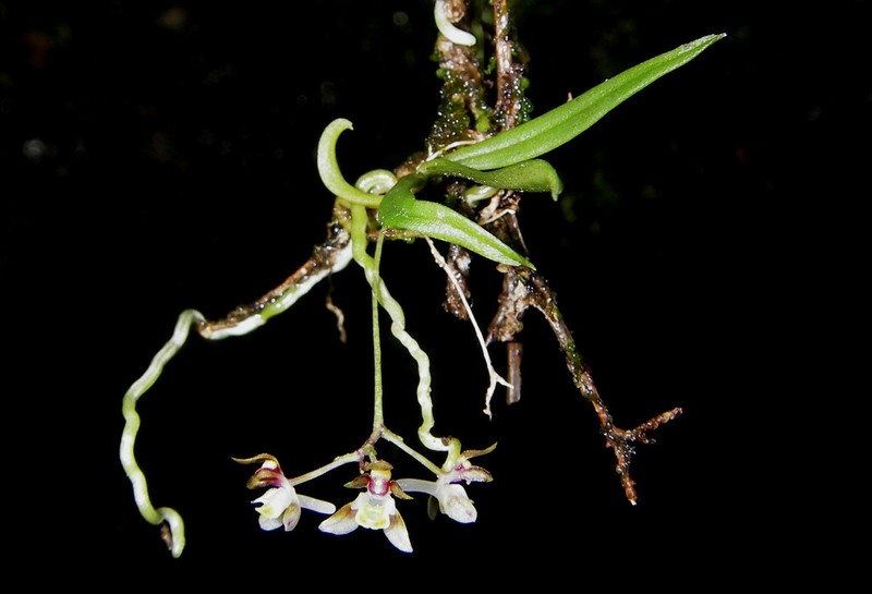 Plectorrhiza purpurata photo 8