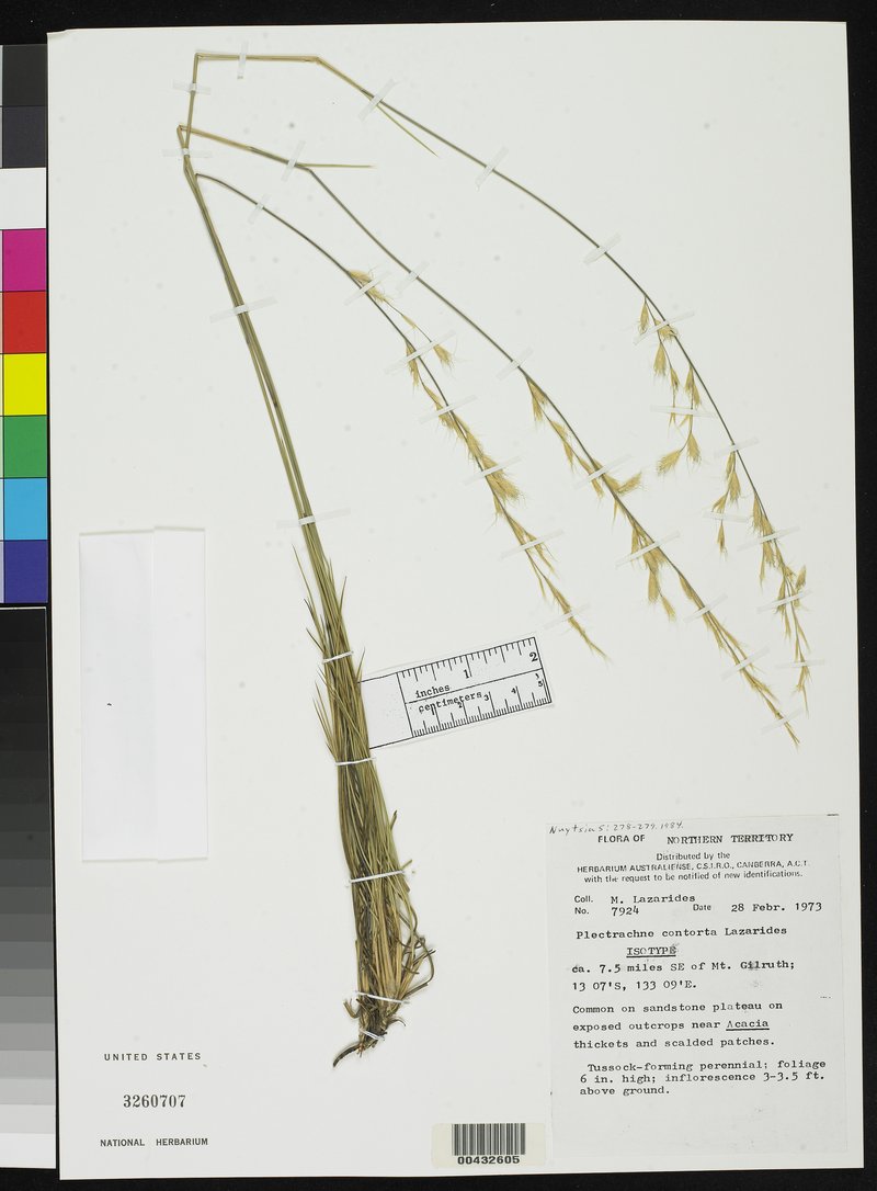 Plectrachne schinzii