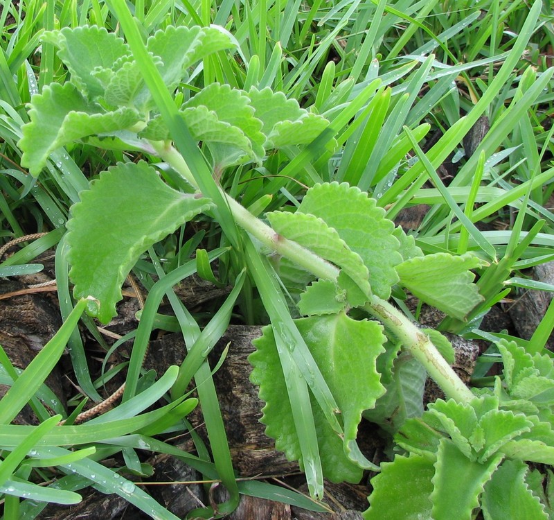 Mexican Mint photo 2
