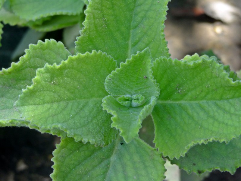 Mexican Mint photo 3