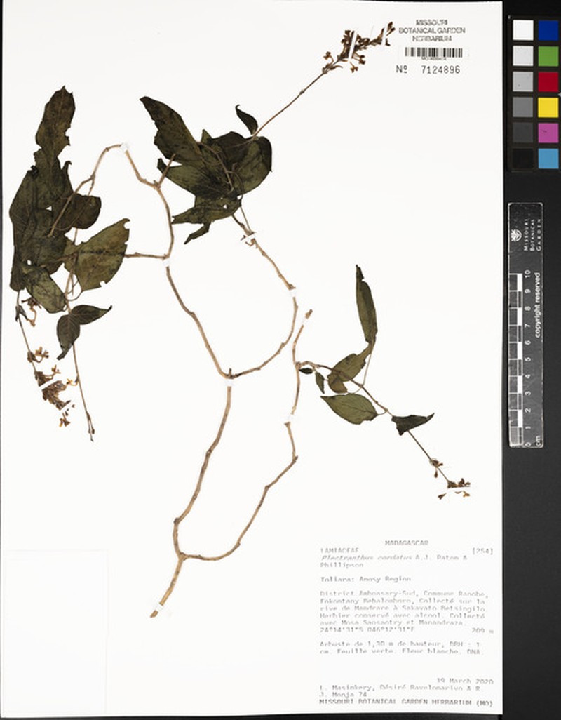 Plectranthus cordatus