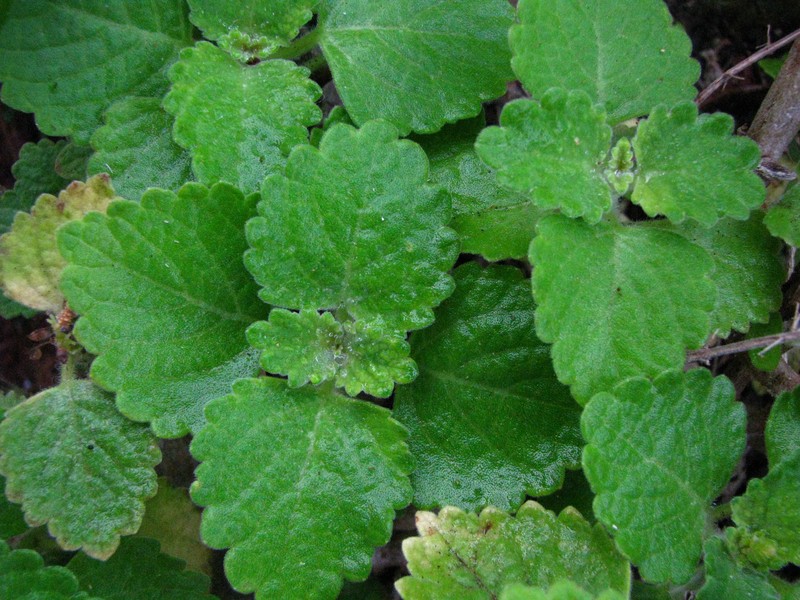 Little Spurflower photo 3