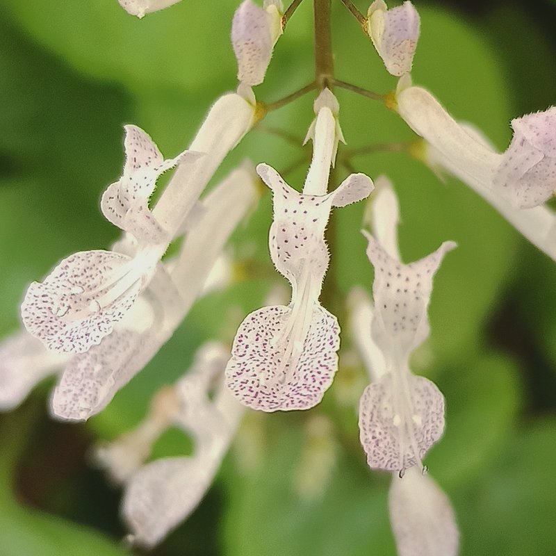 Whorled Plectranthus