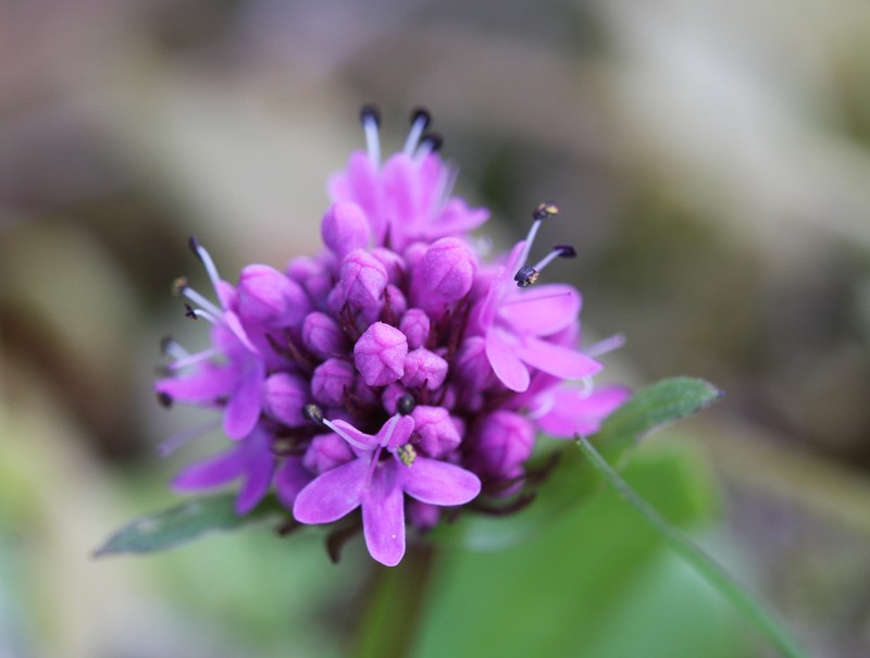Shortspur Seablush photo 2