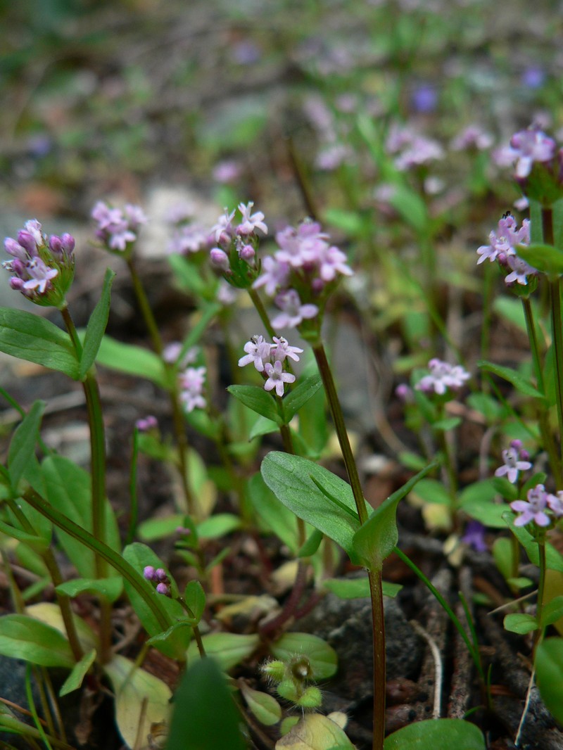 Shortspur Seablush photo 3