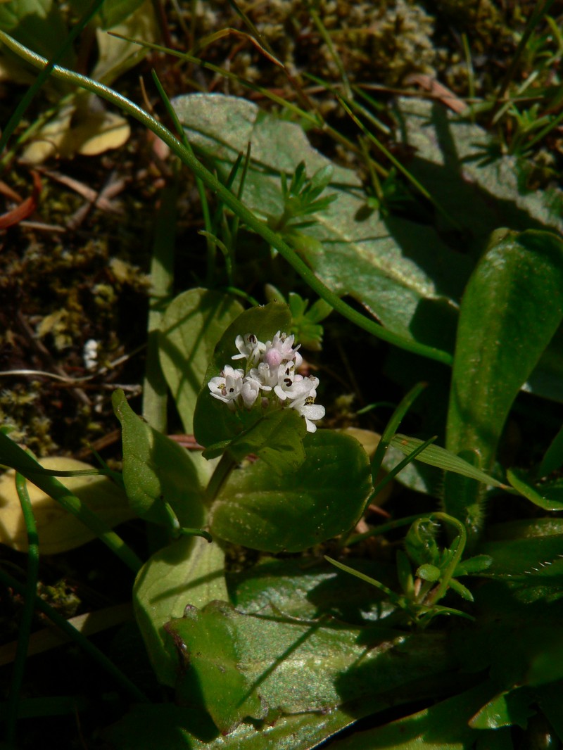 Shortspur Seablush photo 4