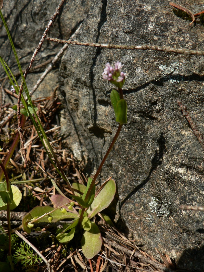Shortspur Seablush photo 4