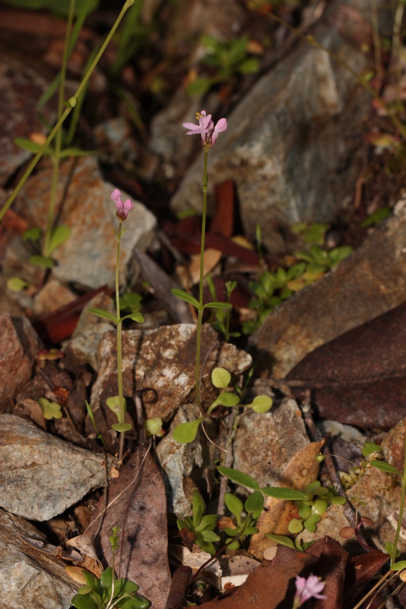 Shortspur Seablush photo 2