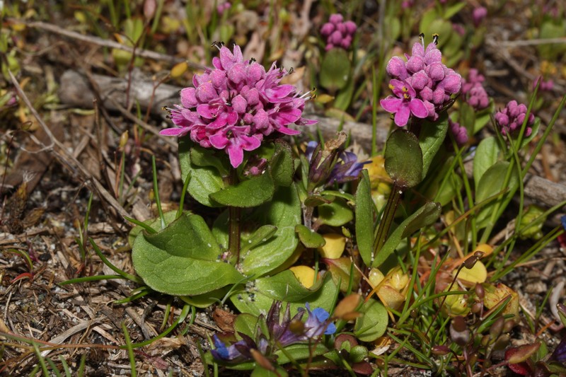 Shortspur Seablush photo 3