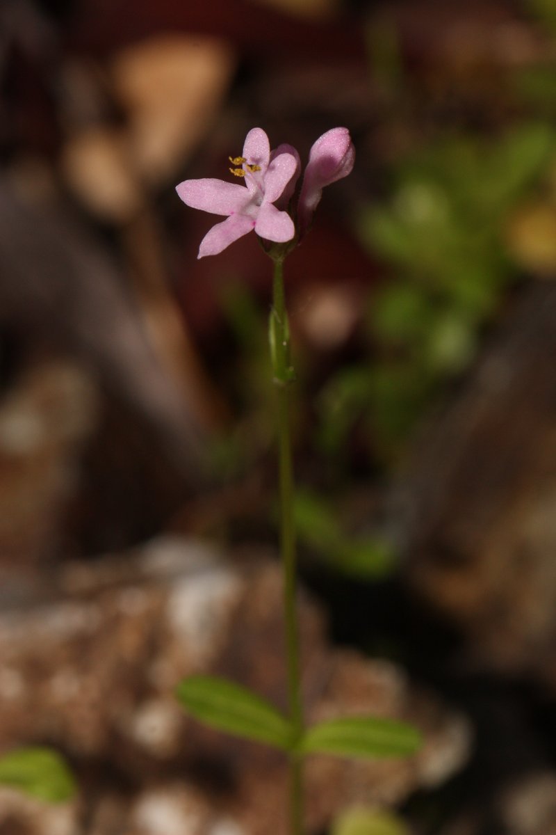Shortspur Seablush photo 5
