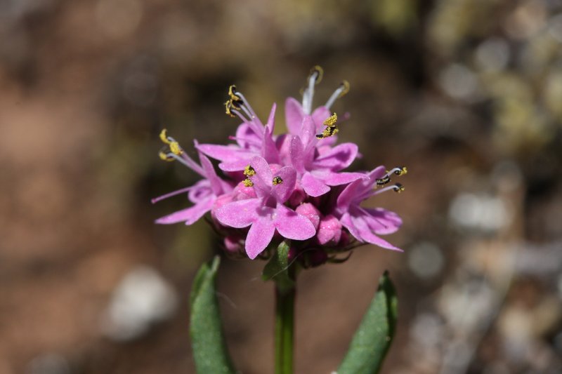Shortspur Seablush photo 6