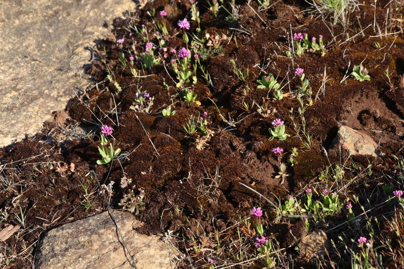 Shortspur Seablush photo 7