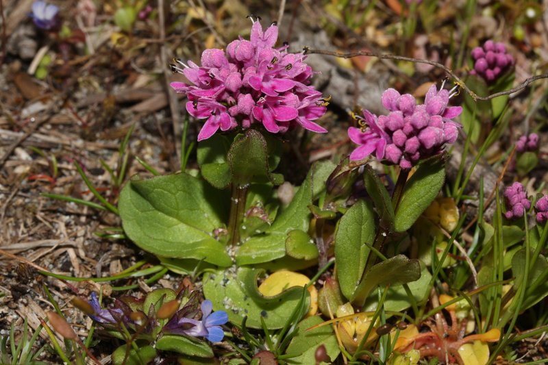 Shortspur Seablush photo 8