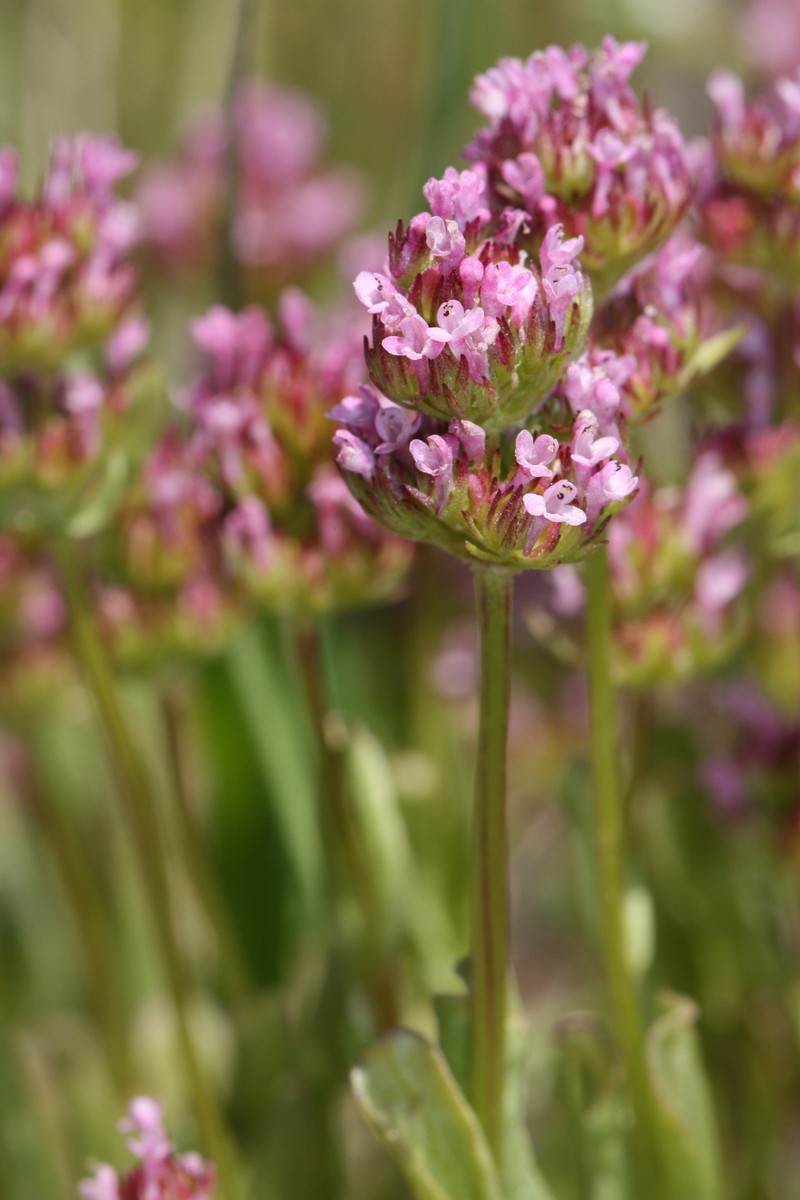 Longhorn Plectritis photo 4