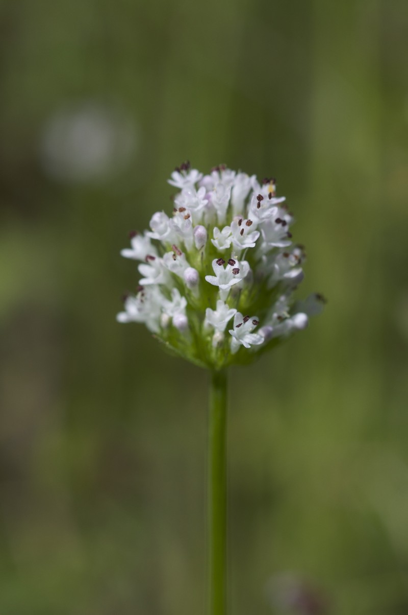 Longhorn Plectritis