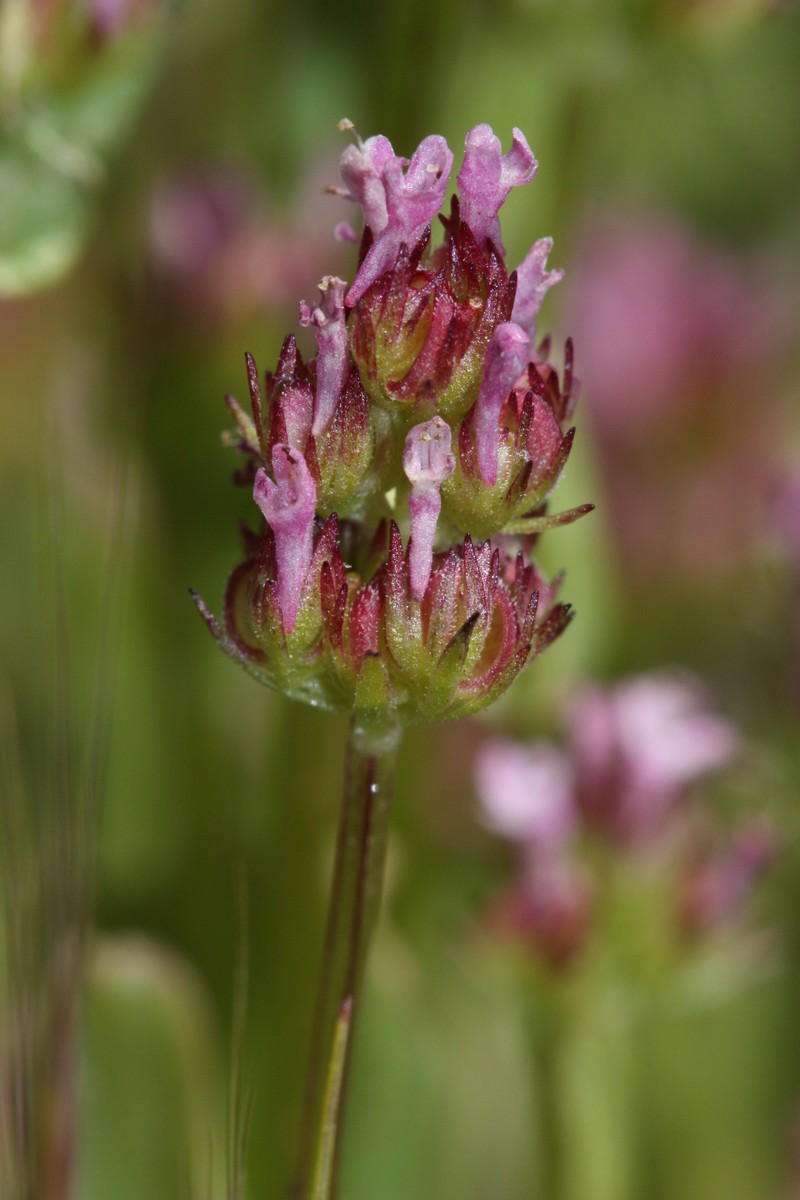 Longhorn Plectritis photo 2