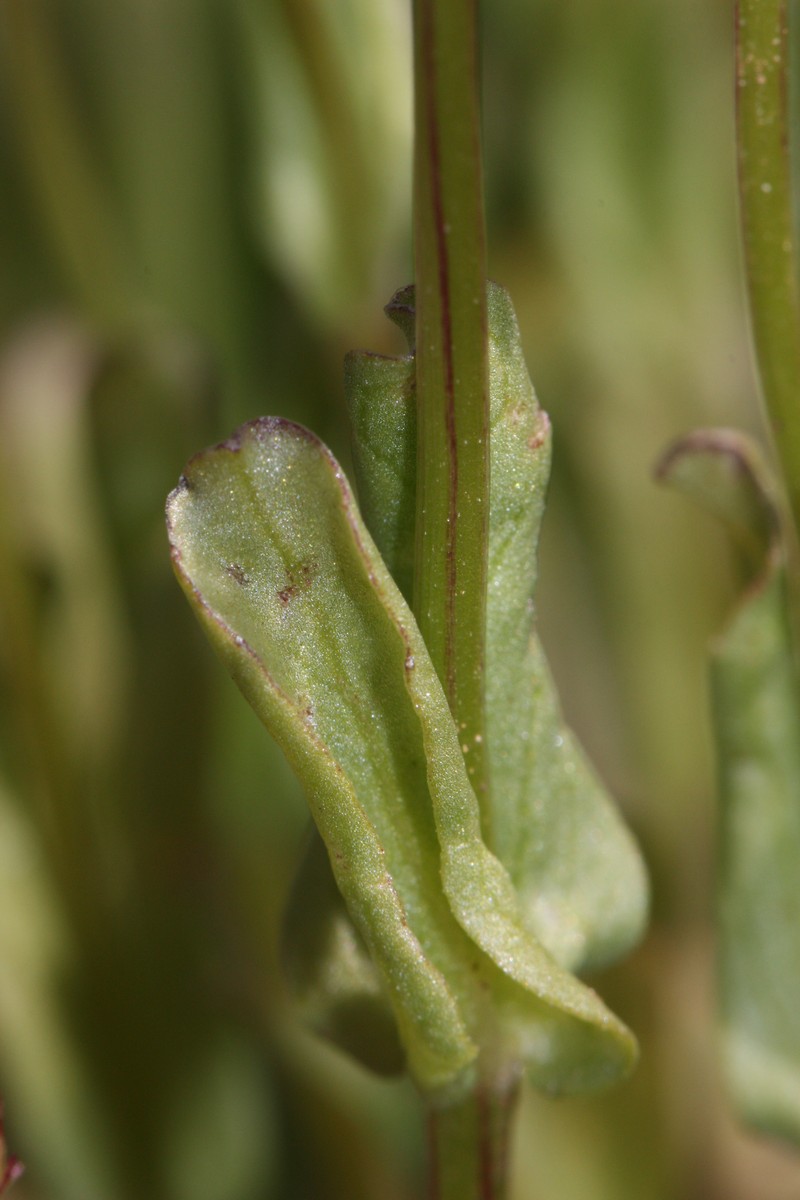 Longhorn Plectritis photo 3