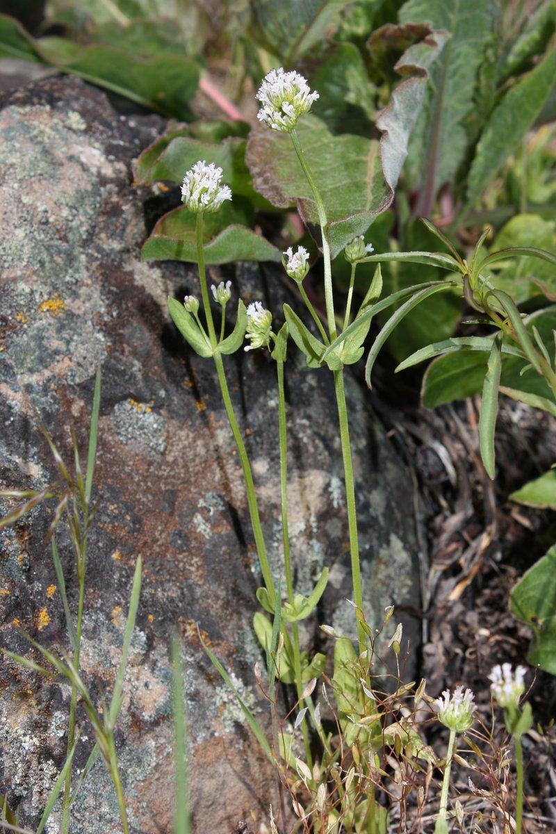 Longhorn Plectritis photo 5