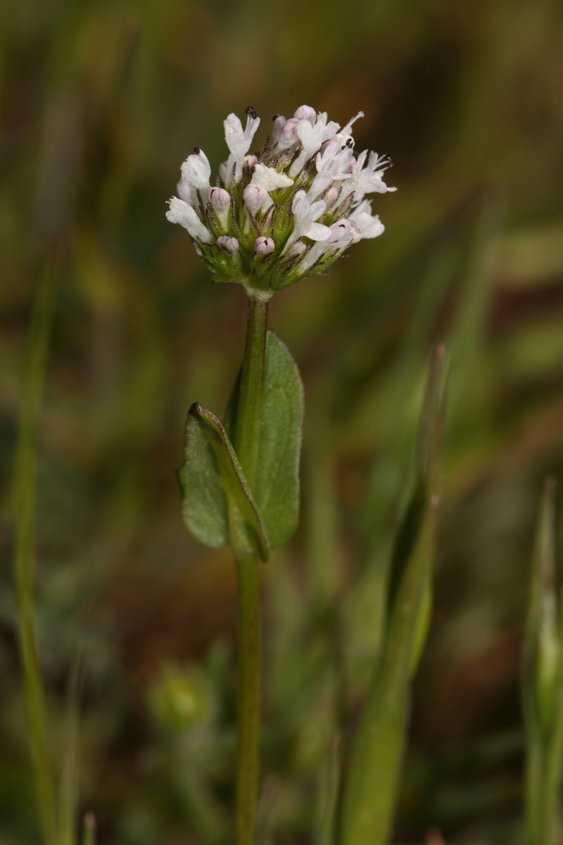 Longhorn Plectritis photo 6