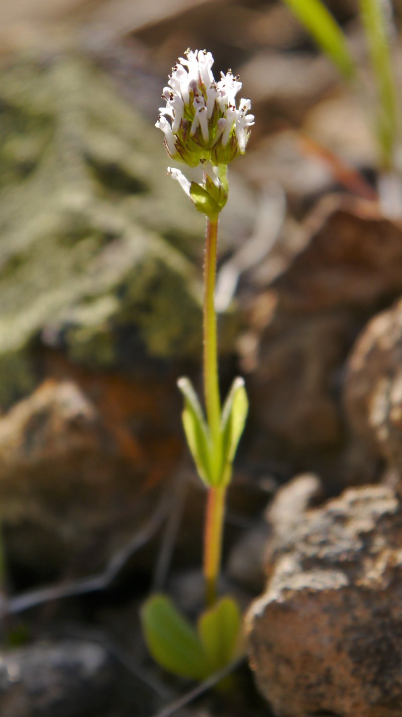 Longhorn Plectritis photo 7