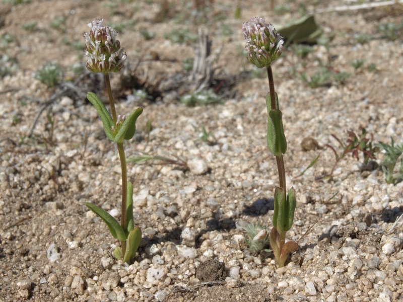 Longhorn Plectritis photo 8