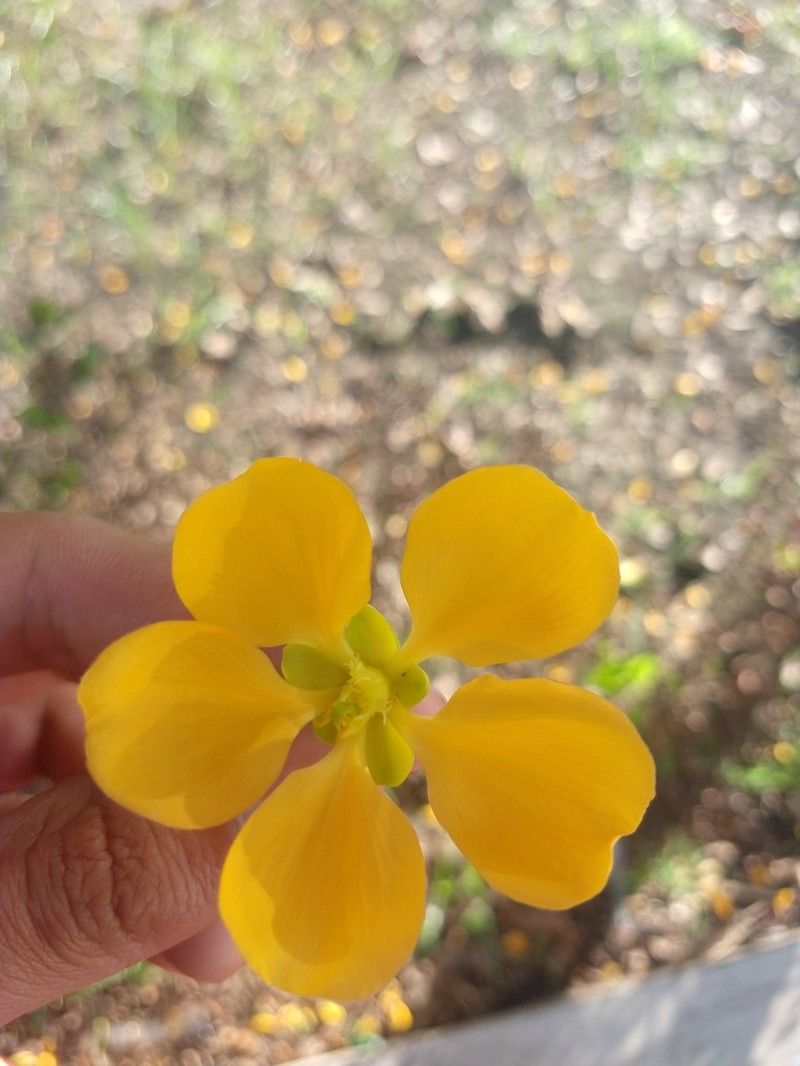 Plectrocarpa carrapo photo 3