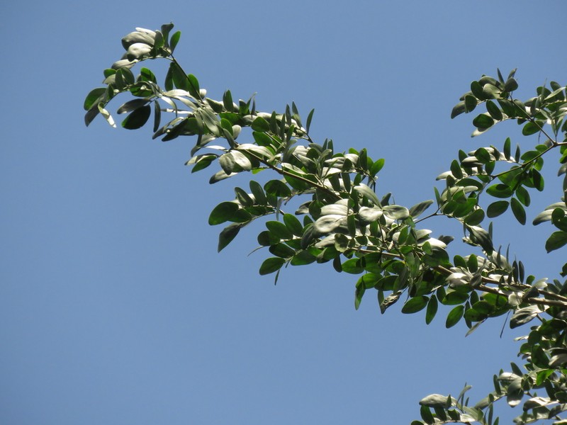 Plectrocarpa carrapo photo 5