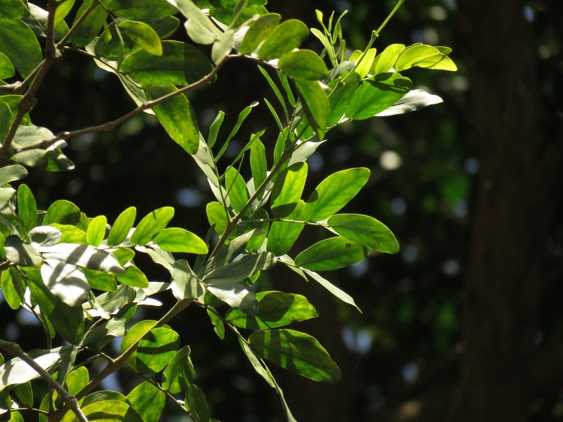 Plectrocarpa carrapo photo 6