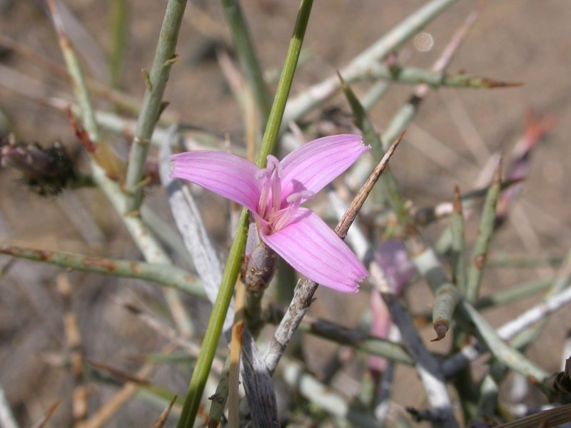Thorn Skeletonweed