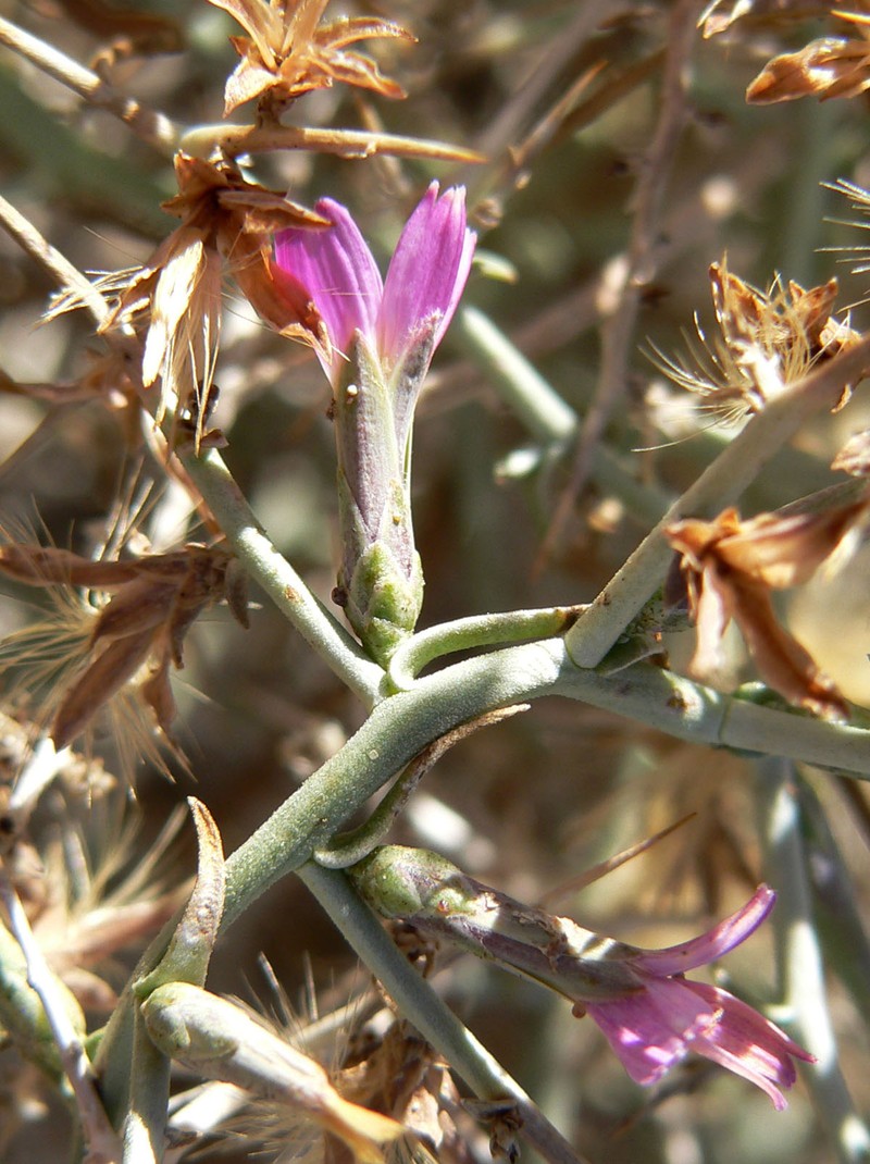 Thorn Skeletonweed photo 3